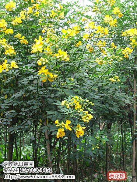 湖南黄花槐-湖南黄花槐小苗价格图片