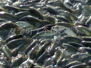 供應(yīng)夏花魚苗價(jià)格，夏花魚苗價(jià)錢，夏花魚苗報(bào)價(jià)