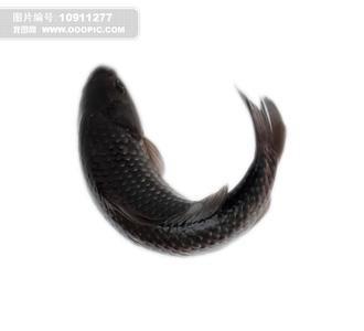 優(yōu)質(zhì)泥鰍苗圖片/優(yōu)質(zhì)泥鰍苗樣板圖 (4)