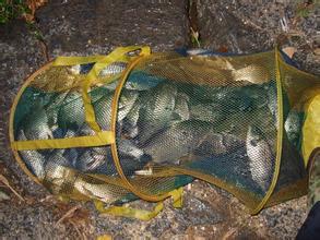 供應(yīng)泥鰍苗河北泥鰍苗/河北泥鰍苗價格/河北泥鰍苗*