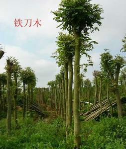 揭陽鐵刀木批發(fā)價格|揭陽鐵刀木價錢|揭陽鐵刀木報價