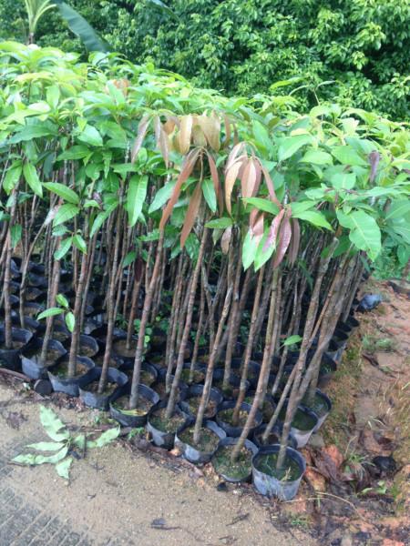 供應(yīng)芒果樹銷售基地、各種規(guī)格芒果樹、芒果樹價格13592927945
