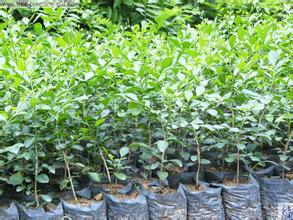 供應(yīng)九里香小苗哪里*、廣東普寧九里香小苗批發(fā)基地