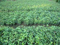 供應(yīng)天竺桂小苗批發(fā)-哪里有天竺桂小苗批發(fā)-天竺桂小苗批發(fā)基地歡迎光臨