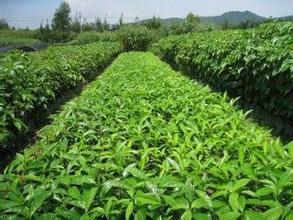 供應(yīng)哪里有糖膠樹小苗賣，糖膠樹小苗一顆多少錢