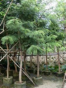 揭陽鐵刀木批發(fā)價格|揭陽鐵刀木價錢|揭陽鐵刀木報價