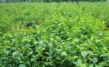 供應(yīng)大紅花小苗哪里*，大紅花小苗廣東普寧最多