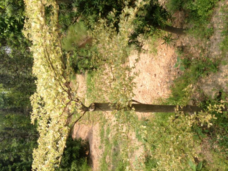 供應(yīng)花葉欖仁供應(yīng)商13592927945廣東花葉欖仁批發(fā)零售