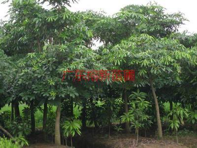 供應(yīng)糖膠樹種植園，糖膠樹價格，糖膠樹價錢。