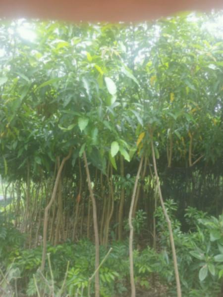 供應芒果樹*價格、芒果樹價格、各種規(guī)格芒果樹。