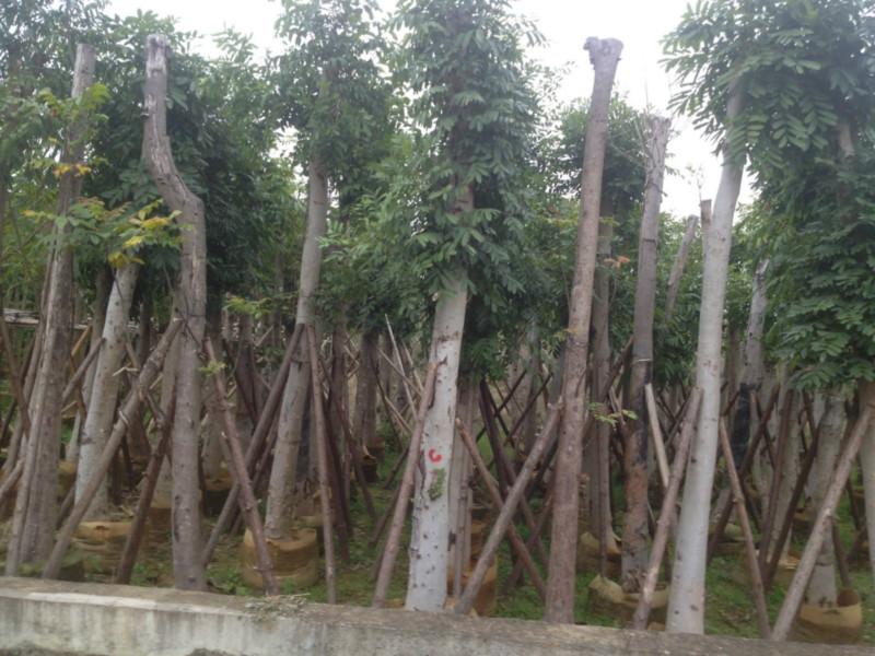 供應(yīng)廣東桃花心木種植園、廣東桃花心木價(jià)錢(qián)、廣東桃花心木價(jià)格。