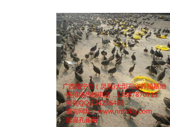 藍(lán)孔雀養(yǎng)殖場(chǎng)圖片/藍(lán)孔雀養(yǎng)殖場(chǎng)樣板圖 (2)