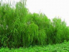 供應(yīng)遼寧旱柳種植基地處理旱柳1棵，羅根帶帽都可以