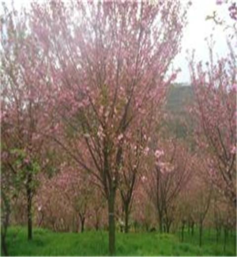 供应四川樱花四川晚樱四川高杆樱花，樱花基地