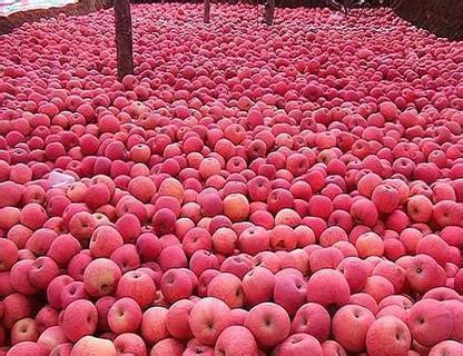 供應(yīng)紅富士蘋產(chǎn)地價(jià)格求購蘋果