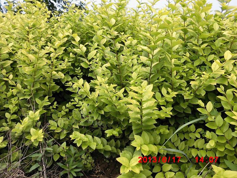 營(yíng)養(yǎng)杯金葉榆陜西供貨商圖片