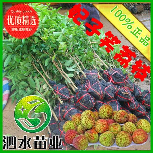 供应无核荔枝苗批发，广西无核荔枝苗批发，广西无核荔枝苗批发商