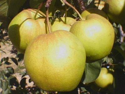 供應(yīng)山西*的梨樹苗種殖基地