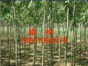 供應(yīng)山西千頭椿苗