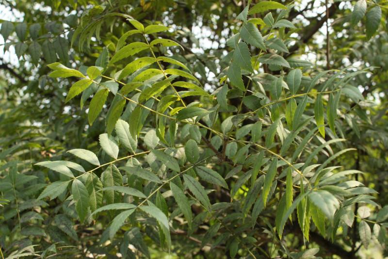 供應(yīng)晉南文冠果苗