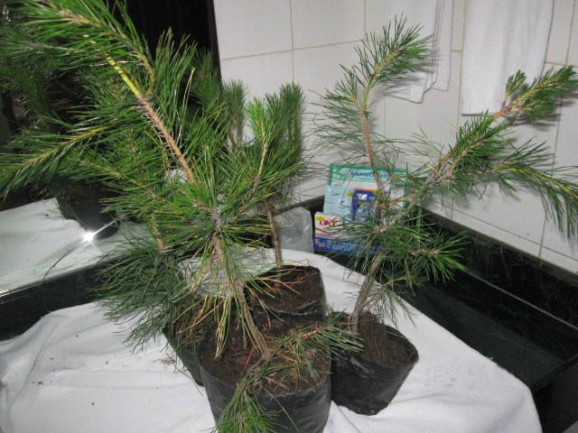 供應晉南白皮松