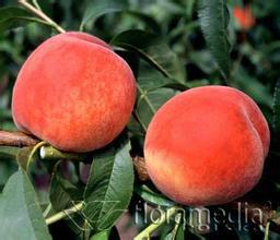 供應農科院中楊基地桃樹成品苗