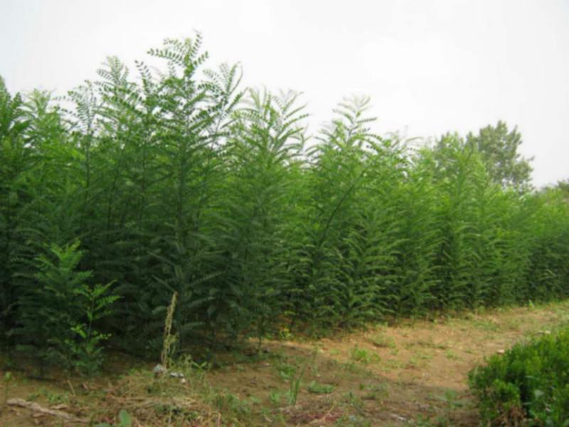 供應(yīng)絳縣中楊苗木批發(fā)商首推國槐苗