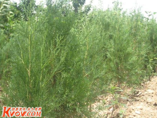 晉南側(cè)柏苗圖片