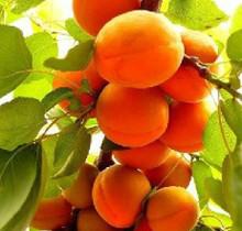 供應(yīng)晉南杏樹(shù)苗批發(fā)供應(yīng)