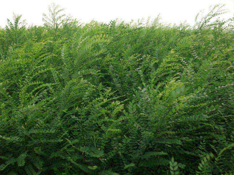 晉南國(guó)槐苗圖片/晉南國(guó)槐苗樣板圖 (2)