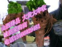 供應(yīng)絳縣中楊基地藥材種子及種苗