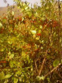 供應晉南紅葉李紫葉矮櫻紅葉碧桃