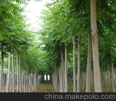 供应山西白蜡基地白蜡苗