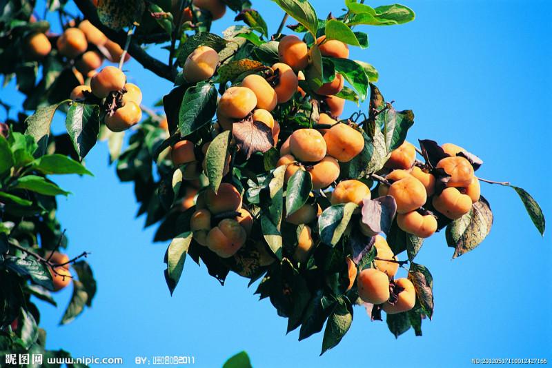 山西絳州柿子苗批發(fā)商圖片