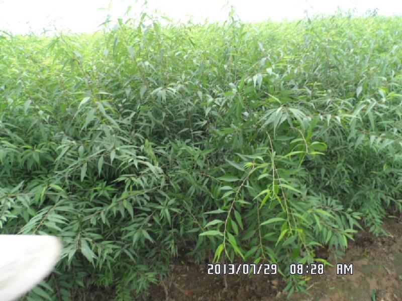 供應(yīng)山西絳縣山桃種植基地山桃苗