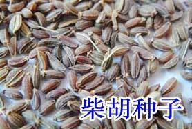 供應(yīng)絳縣中楊基地藥材種子及種苗