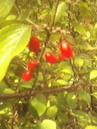 供應(yīng)晉南大紅棗苗