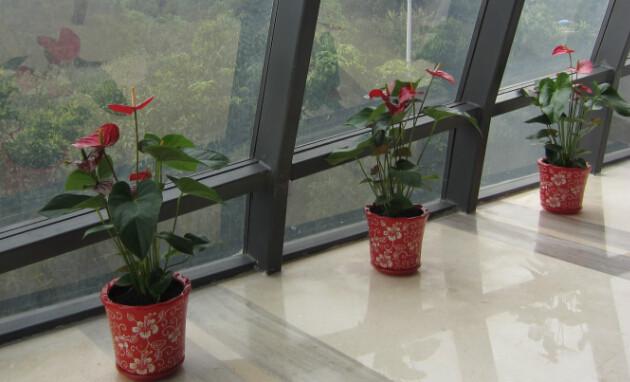 租花公司室內(nèi)綠化租擺植物租賃 紅掌，鴻運當頭室內(nèi)花卉出租出售