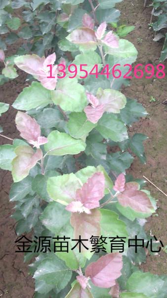 供應(yīng)山東白蘭地海棠，山東白蘭地海棠價(jià)格，山東白蘭地海棠種植基地