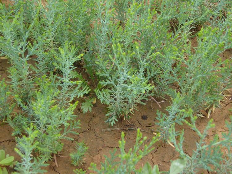 供應(yīng)山西側(cè)柏苗大量銷售，側(cè)柏苗大量銷售