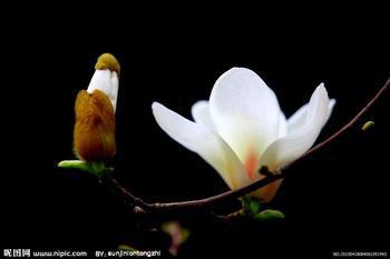 供應(yīng)河南白玉蘭樹苗木批發(fā)價(jià)格