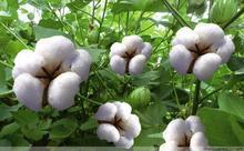 貴州棉花批發(fā)價格，貴州棉花供應商，貴州棉花生產(chǎn)廠家