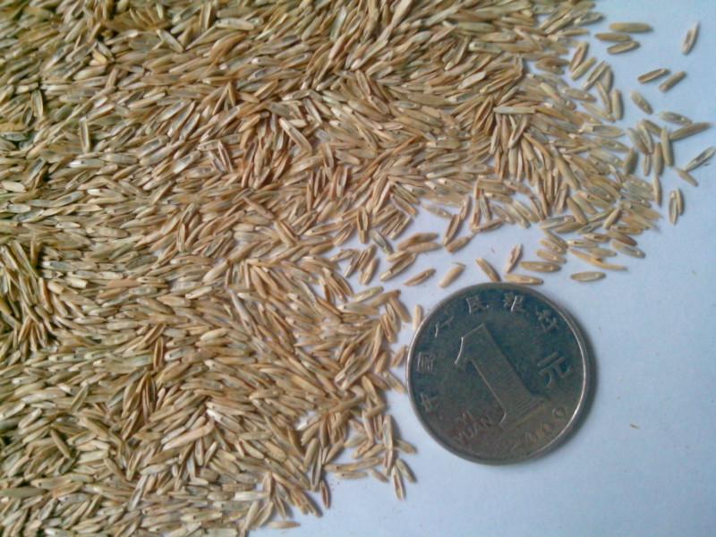 供應(yīng)四川綠化草種花種一年生黑麥草種子
