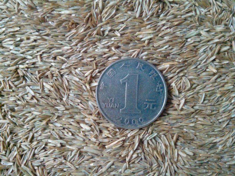 供應(yīng)四川綠化草種花種一年生黑麥草種子