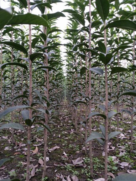 供應(yīng)四川2米分枝長柄金桂條苗-2米分枝長柄金桂條苗價格