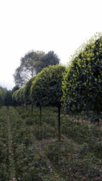 供應(yīng)八公分速生金桂