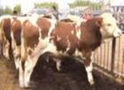 肉牛、出售懷孕母種牛