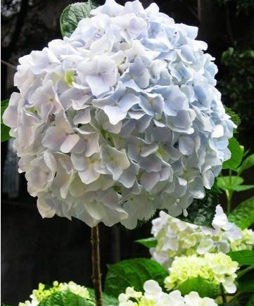 供應(yīng)上海保稅區(qū)鮮花報(bào)關(guān)代理進(jìn)口公司