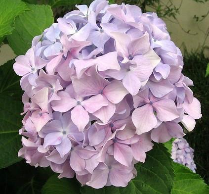 供應(yīng)荷蘭繡球花進(jìn)口報(bào)關(guān)鮮花報(bào)關(guān)公司