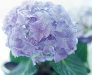 荷蘭鮮花到上海機(jī)場，找進(jìn)口報關(guān)代理公司
